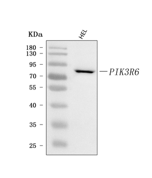 Anti-PIK3R6 Antibody