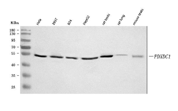 Anti-PDXDC1 Antibody