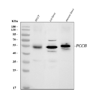 Anti-PCCB Antibody