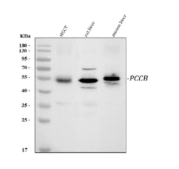 PCCB Antibody