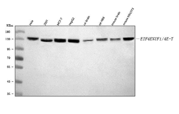 Anti-EIF4ENIF1 Antibody