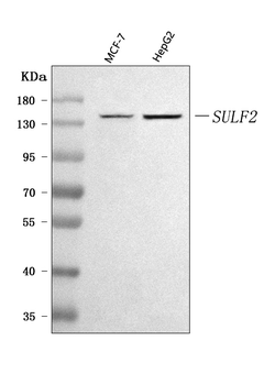 SULF2 Rabbit Polyclonal Antibody