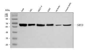 Anti-C19orf61/SMG9 Antibody
