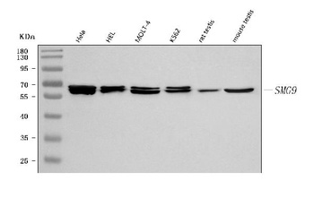 C19orf61/SMG9 Antibody