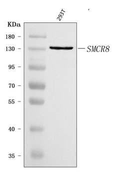 Anti-SMCR8 Antibody
