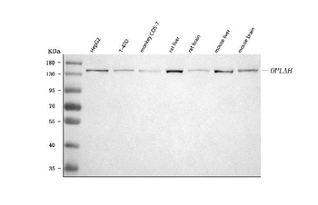 Anti-OPLAH Antibody