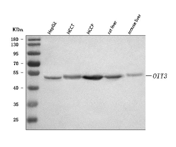 Anti-OIT3 Antibody