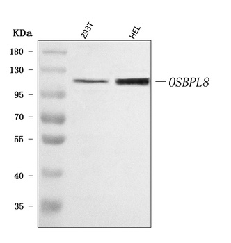 OSBPL8 Antibody