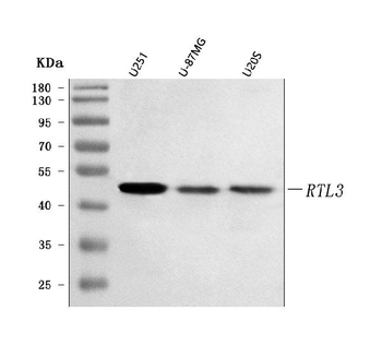 Anti-RTL3 Antibody