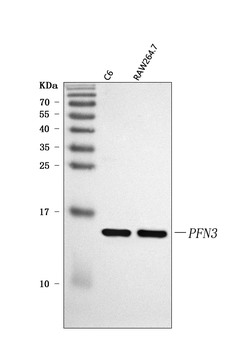 Anti-PFN3 Antibody