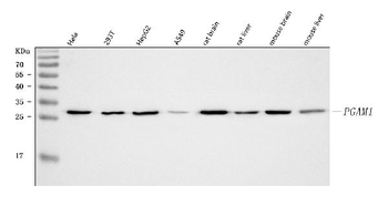 PGAM1 Antibody