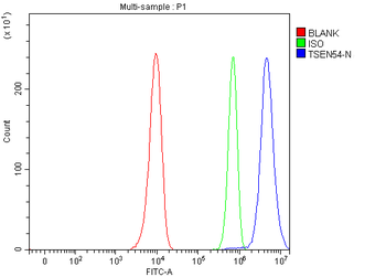 Anti-TSEN54 Antibody