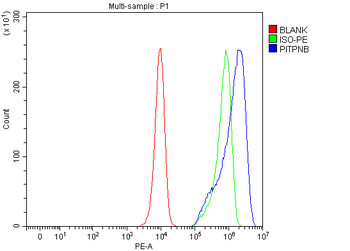 Anti-PITPNB Antibody