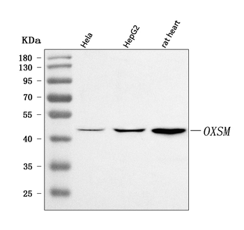 Anti-OXSM Antibody