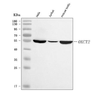 Anti-OXCT2 Antibody