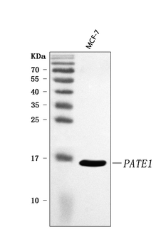 PATE1 Antibody