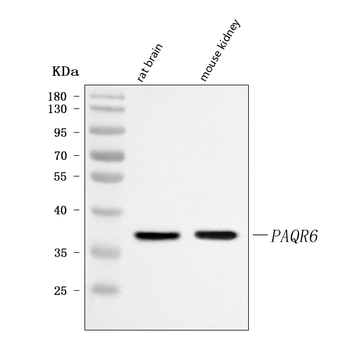 PAQR6 Antibody