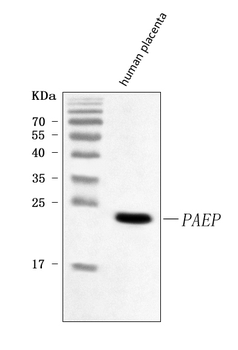 Glycodelin/PAEP Rabbit Polyclonal Antibody