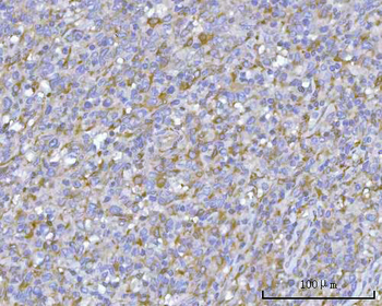 Anti-PACSIN2 Antibody