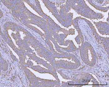 Anti-PACSIN2 Antibody