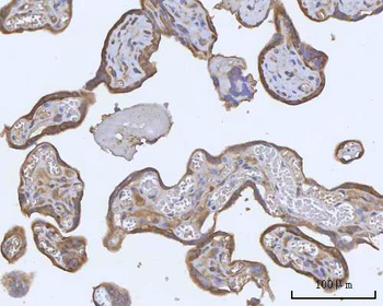 Anti-PACSIN2 Antibody
