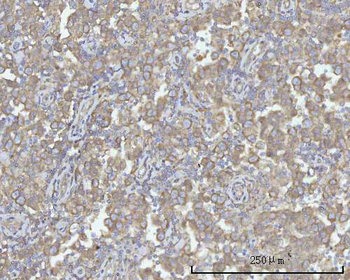 Anti-PACSIN2 Antibody