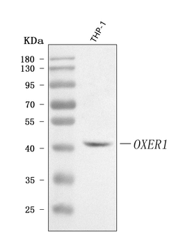 Anti-OXER1 Antibody