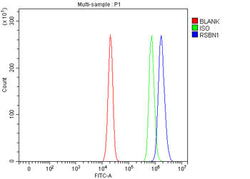 RSBN1 Rabbit Polyclonal Antibody