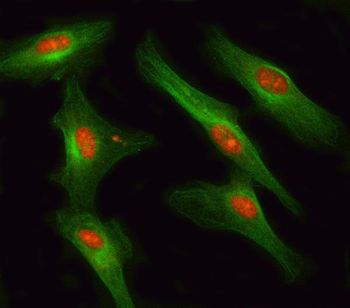 Anti-RSBN1 Antibody