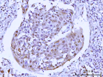 Anti-RSBN1 Antibody