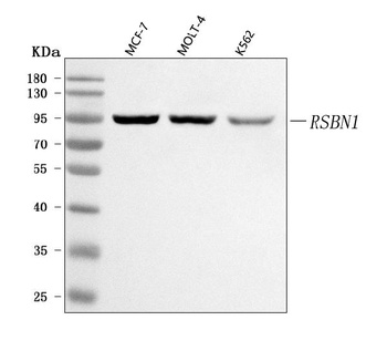 RSBN1 Antibody