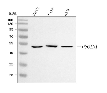Anti-OSGIN1 Antibody