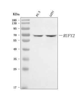 RUFY2 Antibody