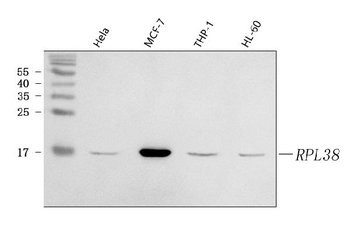 RPL38 Rabbit Polyclonal Antibody