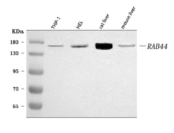RAB44 Rabbit Polyclonal Antibody