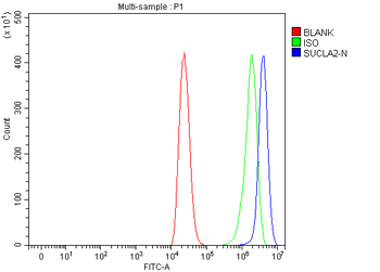 SUCLA2 Antibody