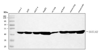 Anti-SUCLA2 Antibody