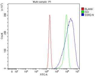 Anti-TRAPB/SSR2 Antibody