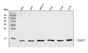 Anti-SSBP1 Antibody