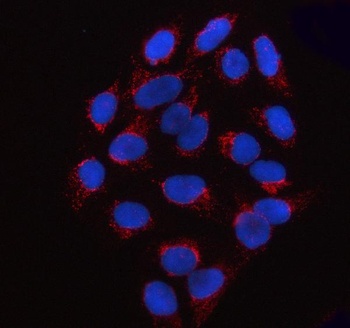 SSBP1 Antibody