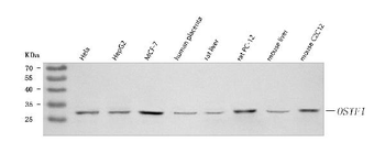 OSTF1 Antibody