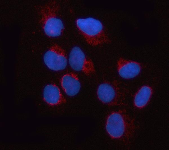 Anti-OPA1 Antibody