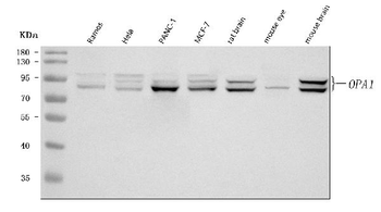 Anti-OPA1 Antibody