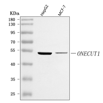 Anti-ONECUT1 Antibody