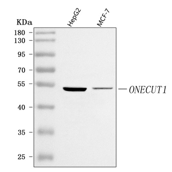 ONECUT1 Antibody