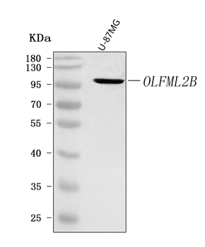 OLFML2B Antibody
