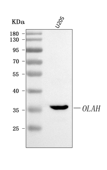 OLAH Antibody