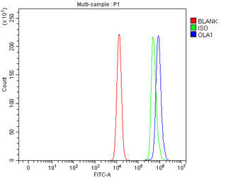 GTPBP9/OLA1 Antibody