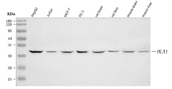 Anti-GTPBP9/OLA1 Antibody