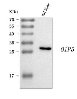 Oip5 Rabbit Polyclonal Antibody